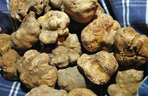 Patrimonio tartufigeno regionale 2024